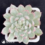 Echeveria Queen Rose Variegated
