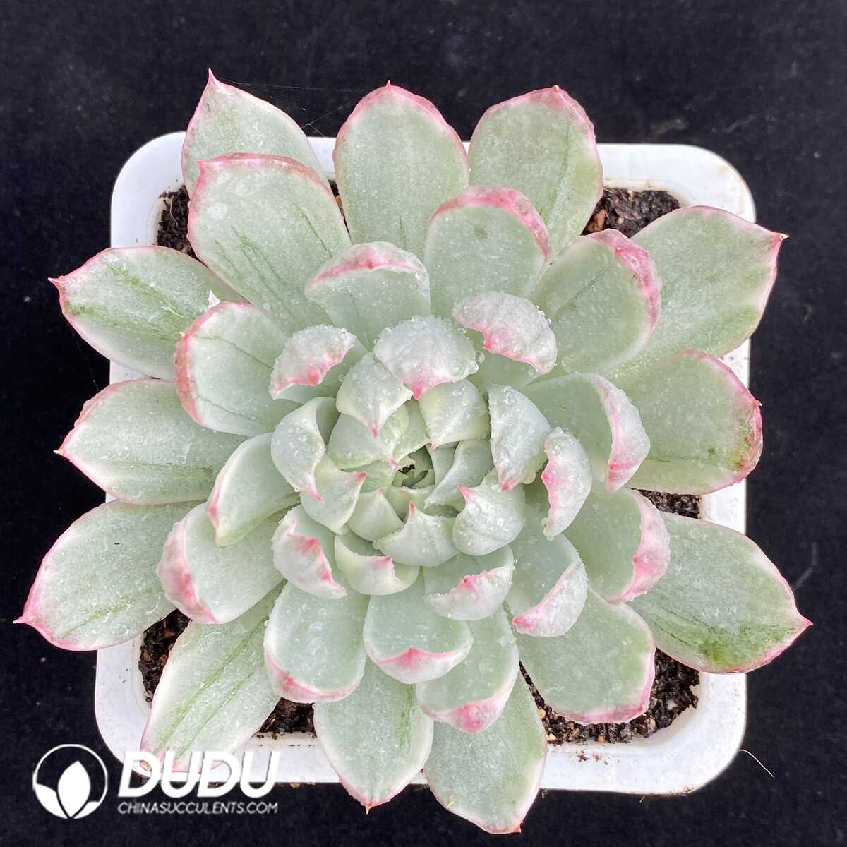 e201-648.jpg Echeveria Queen Rose Variegated - Image 1