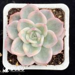 Echeveria Elizabeth Variegated