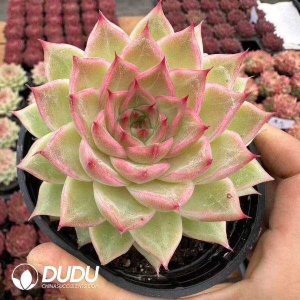 Echeveria Cream Queen - Image 1