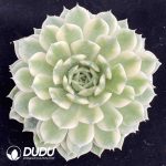 Echeveria Erica Variegated