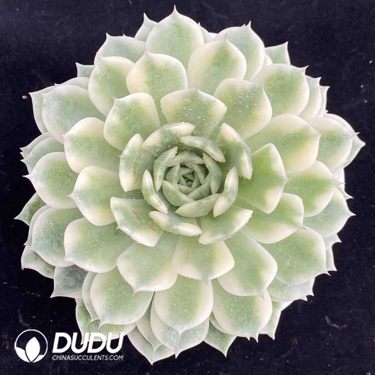 e201-650.jpg Echeveria Erica Variegated - Image 1