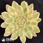 Echeveria Ashina Variegated