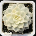 Echeveria Snow Crossbow Vairegated
