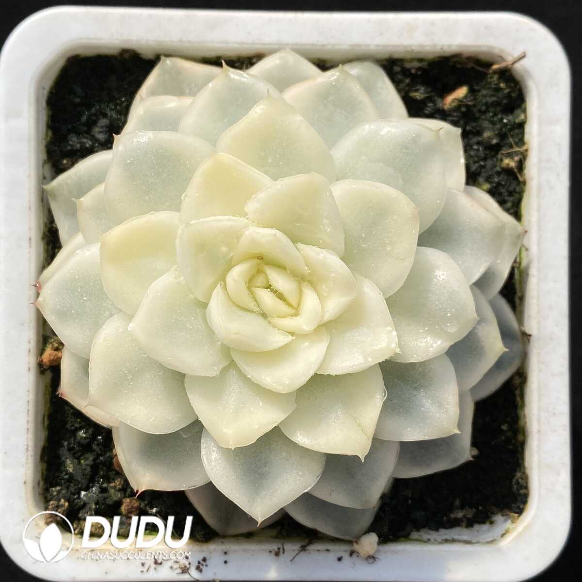 e201-652.jpg Echeveria Snow Crossbow Vairegated - Image 1