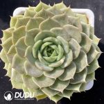 Echeveria Lake Baikal