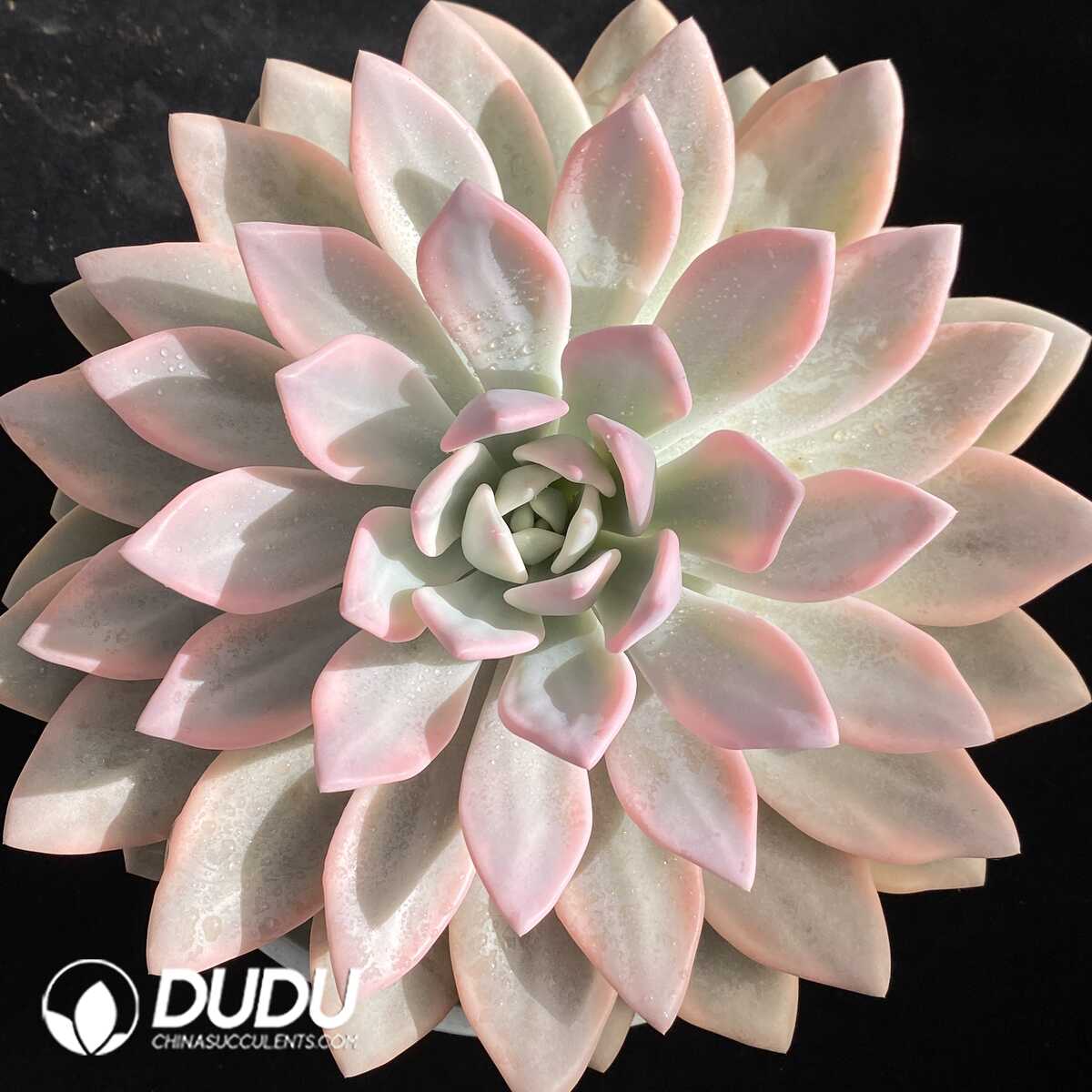 e201-654.jpg Graptoveria Opalina Variegated Large - Image 1