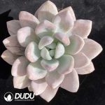 Graptoveria Opalina Monstrose Variegated