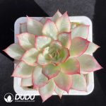 Echeveria Moon Goddess Variegated