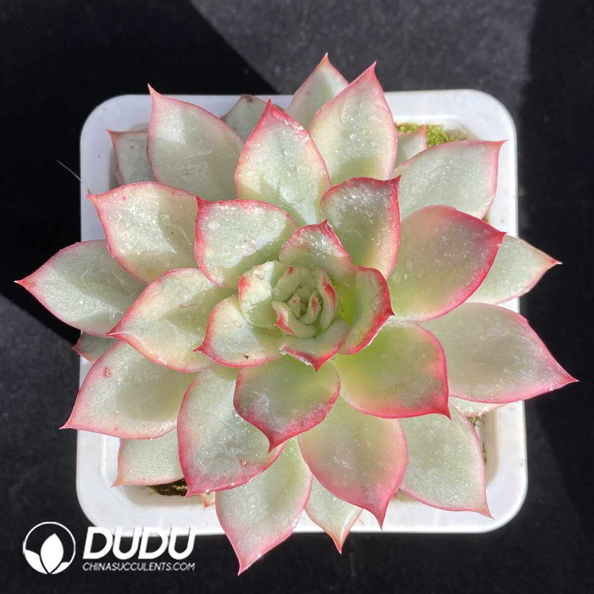 e201-656.jpg Echeveria Moon Goddess Variegated - Image 1