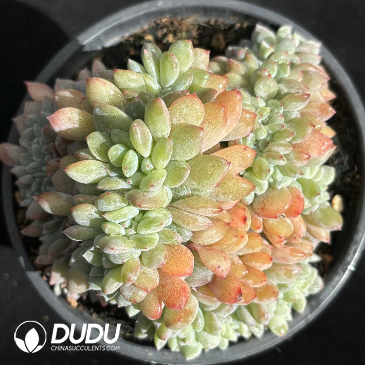 e201-657.jpg Echeveria Elegans Potosina Cristata - Image 1