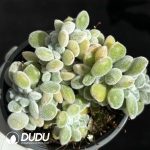 Echeveria Pulvinata Frosty Clustering