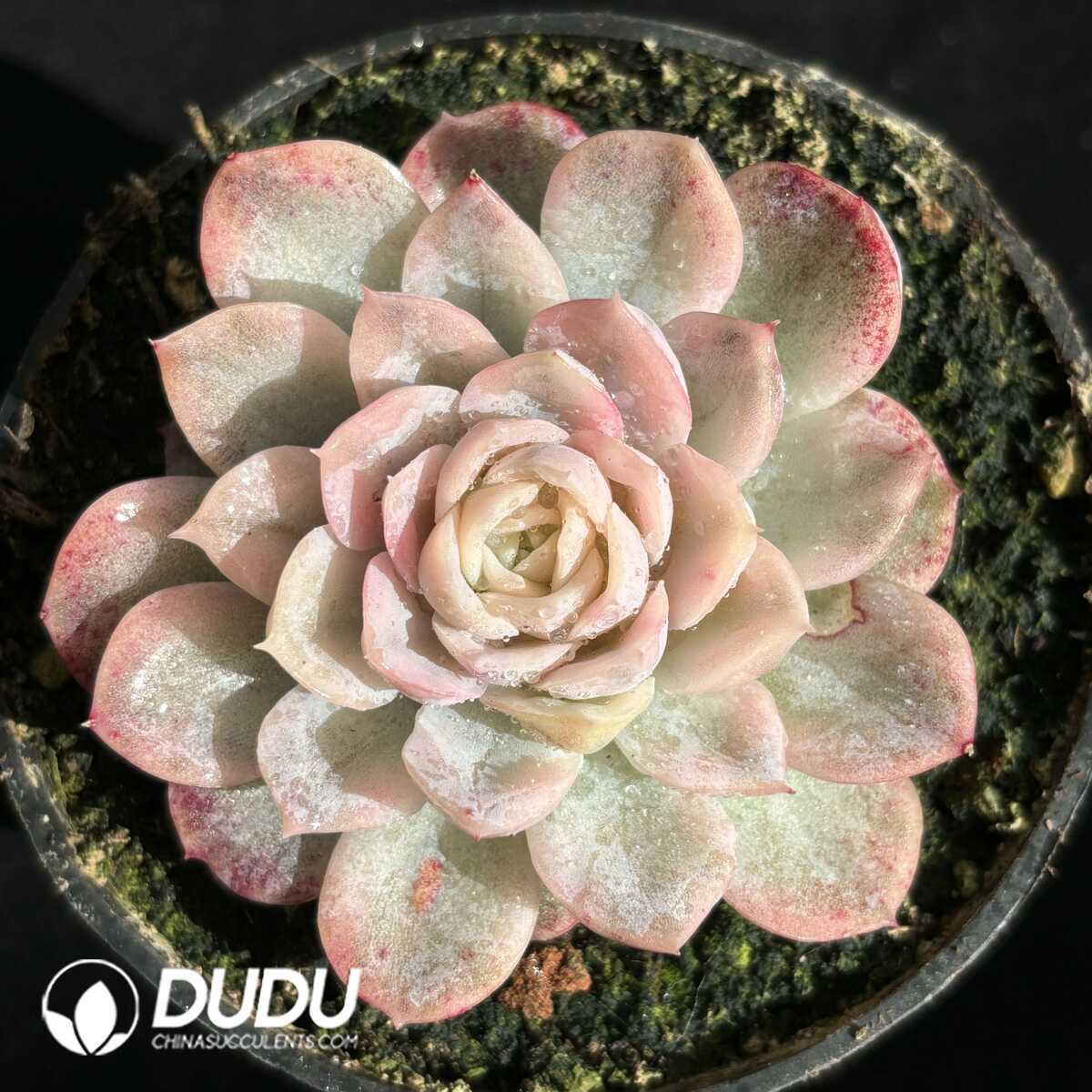 e201-659.jpg Echeveria Mexican Snowball Variegated - Image 1