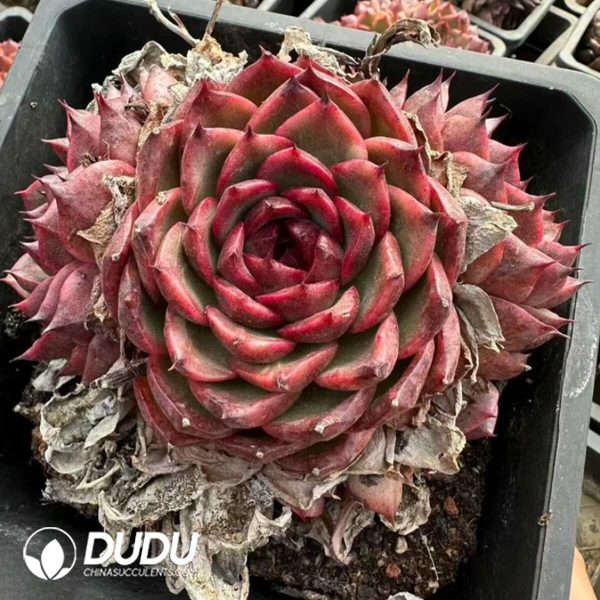 Echeveria Giant Peach Cluster - Image 1