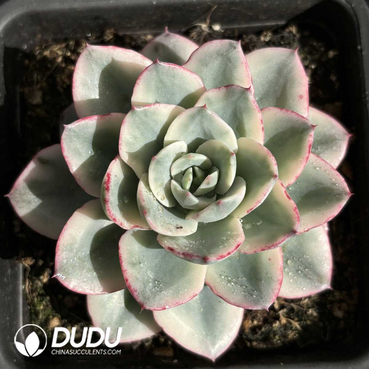 e201-660.jpg Echeveria Cream Peach Variegated - Image 1