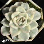 Echeveria Snow Horse Variegated