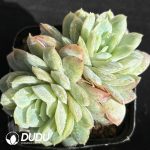 Echeveria Hardes Double Heads