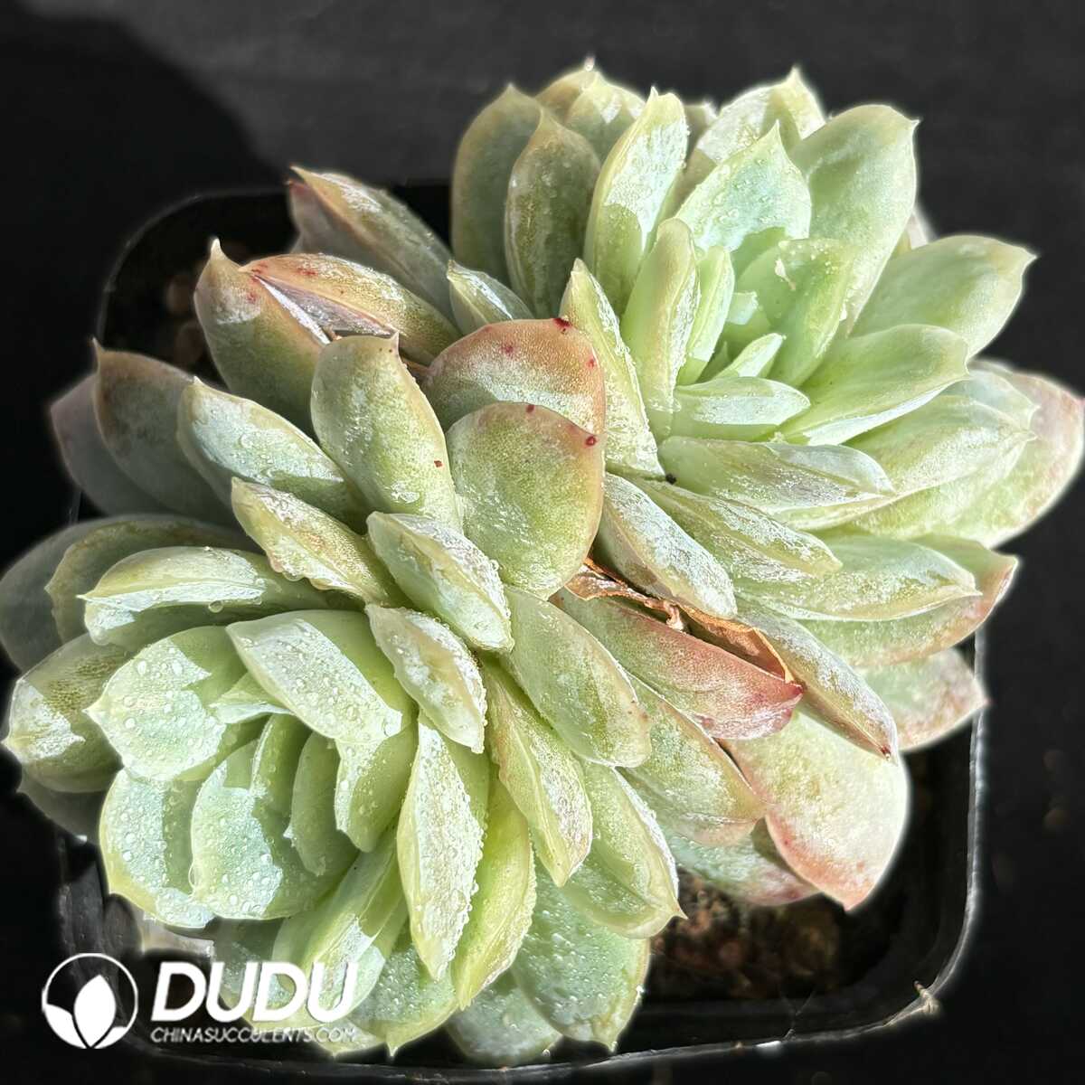 e201-662.jpg Echeveria Hardes Double Heads - Image 1