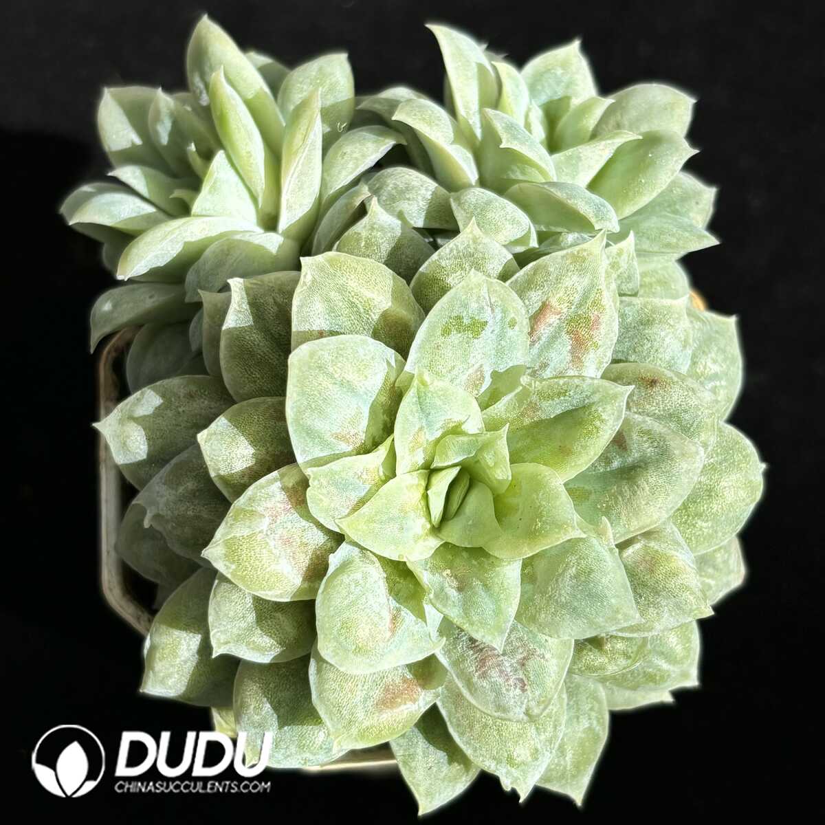 e201-663.jpg Echeveria Hades Clustering - Image 1