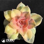 Echeveria Rainbow