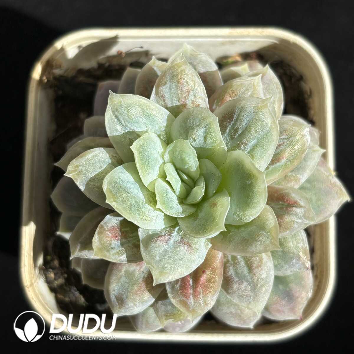 e201-665.jpg Echeveria Hades - Image 1