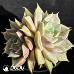 Echeveria Lake Baikal Double Heads