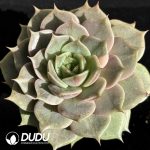 Echeveria Lake Baikal