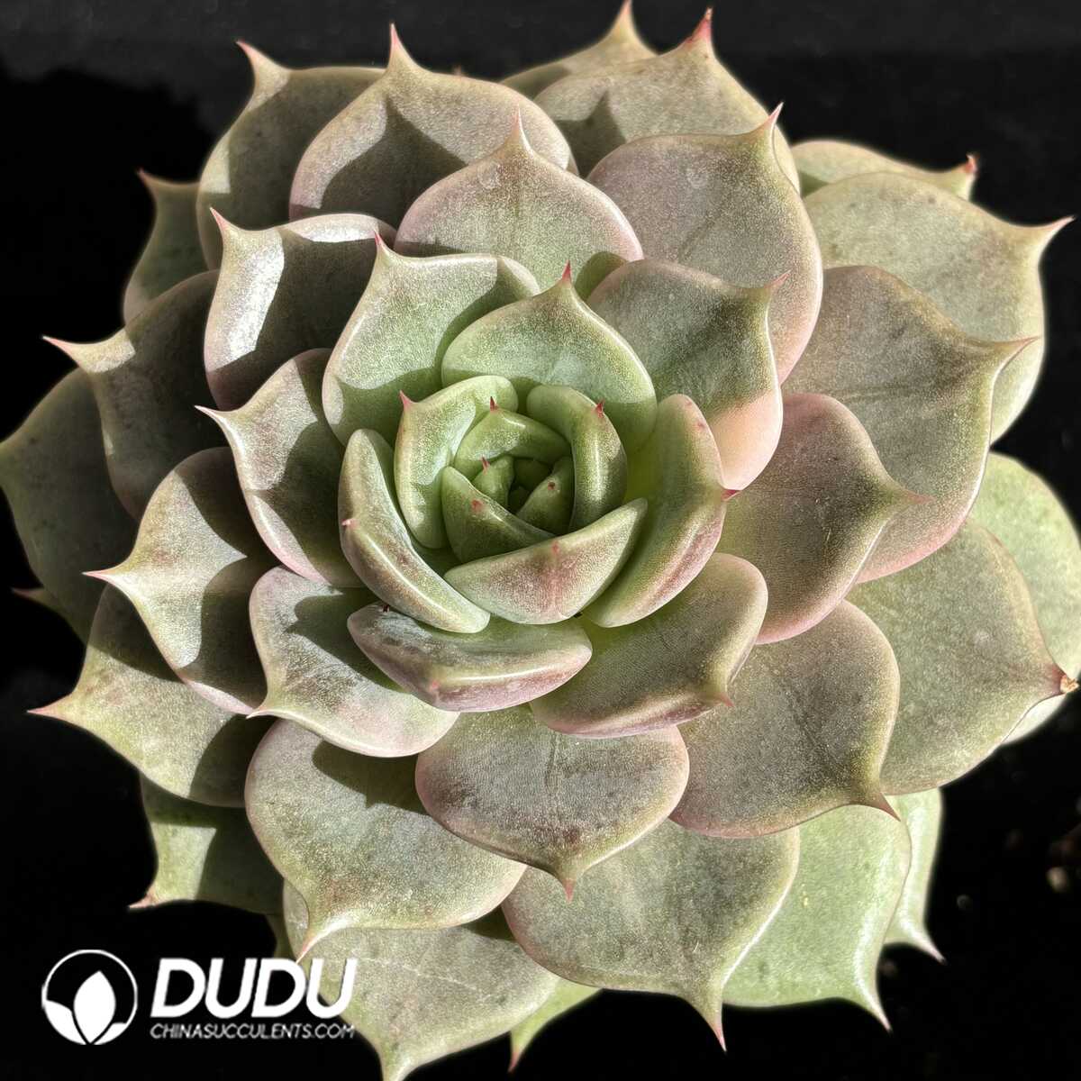 e201-667.jpg Echeveria Lake Baikal - Image 1