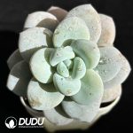 Echeveria Beauty Hybrid