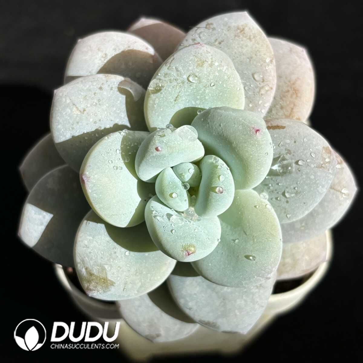 e201-668.jpg Echeveria Beauty Hybrid - Image 1