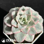 Echeveria Creamy Peach Variegated