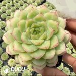 Echeveria Ice Swan Premium