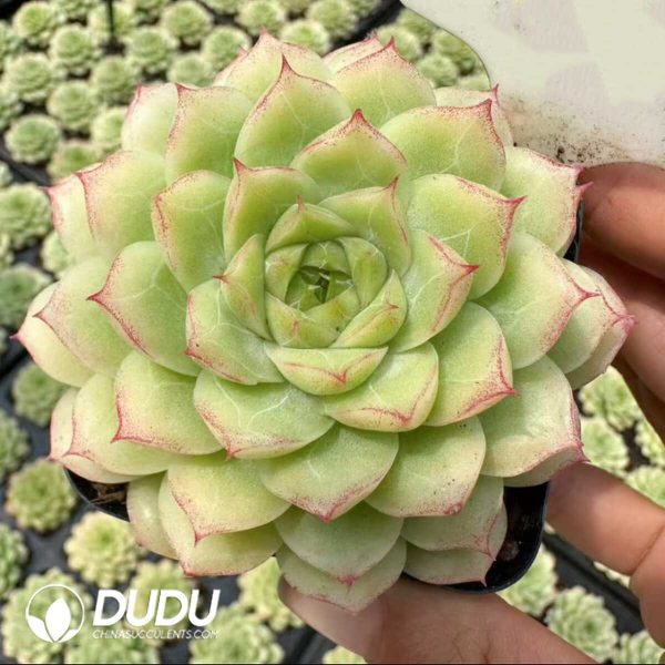 Echeveria Ice Swan Premium - Image 1