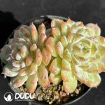 Echeveria Sugar Heart Double Heads