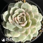 Echeveria Onslow Variegated