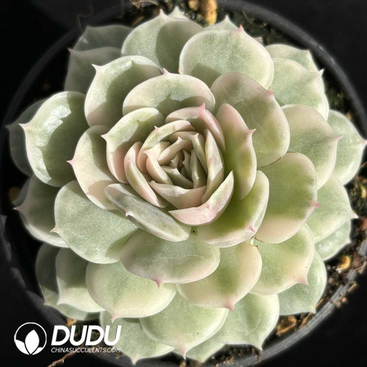 e201-671.jpg Echeveria Onslow Variegated - Image 1