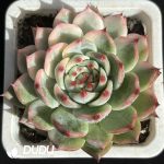 Echeveria Chihuahuaensis Half Variegated