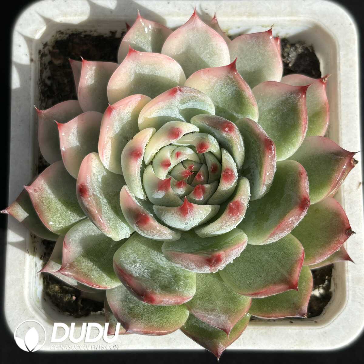 e201-672.jpg Echeveria Chihuahuaensis Half Variegated - Image 1