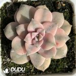 Graptopetalum Pentandrum Variegated Margin