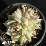 Echeveria Black Crystal Variegated Double Heads