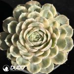 Echeveria Onslow Variegated