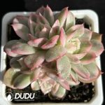 Echeveria Korean Crystal Clustering