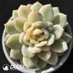 Echeveria Monroe Variegated