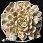 Echeveria Strawberry Cake Variegated Large