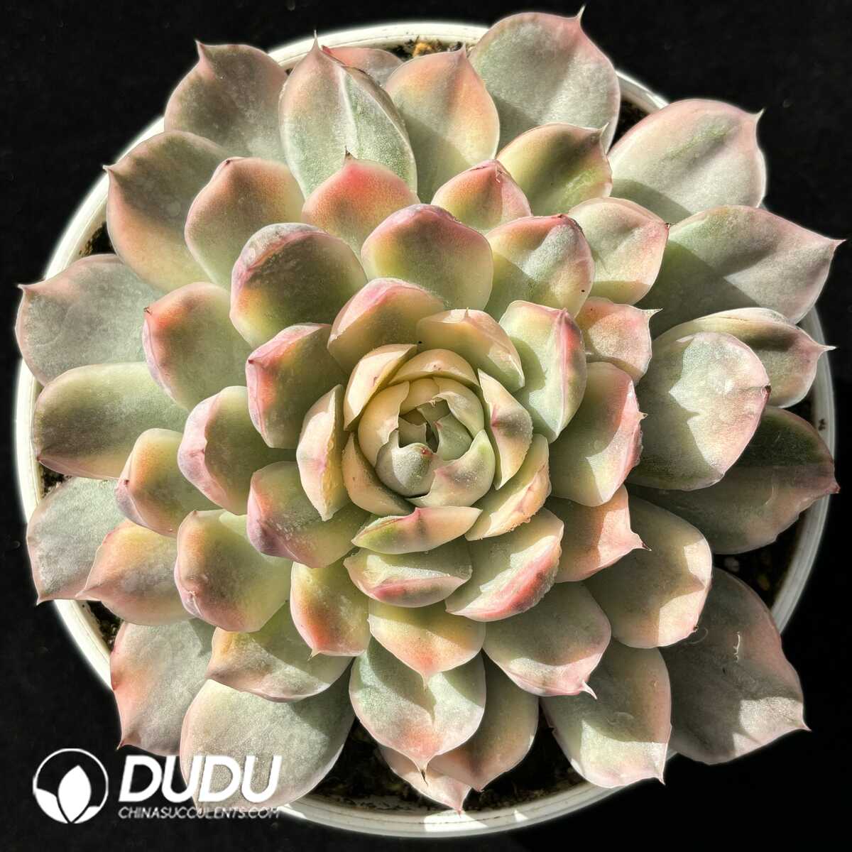e201-678.jpg Echeveria Strawberry Cake Variegated Large - Image 1
