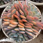 Echeveria Orange Monroe Clustering