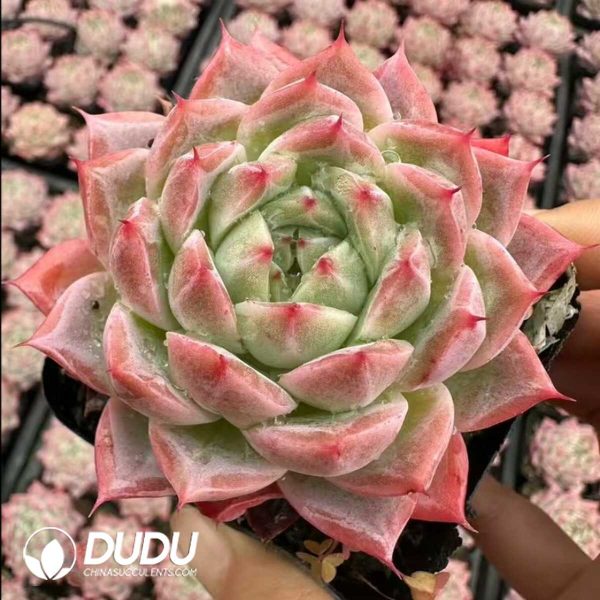 Echeveria Little Peach Yao - Image 1