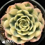 Echeveria Lenore Dean