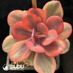 Echeveria Angel's Wing