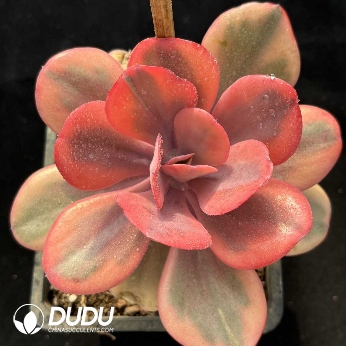 e201-681.jpg Echeveria Angel's Wing - Image 1